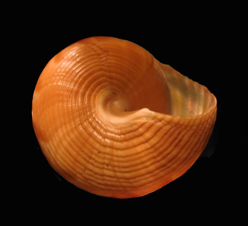 Calliostoma agrigentinum